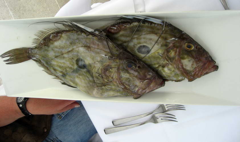 Kroatien-2010-086.JPG - Petersfische