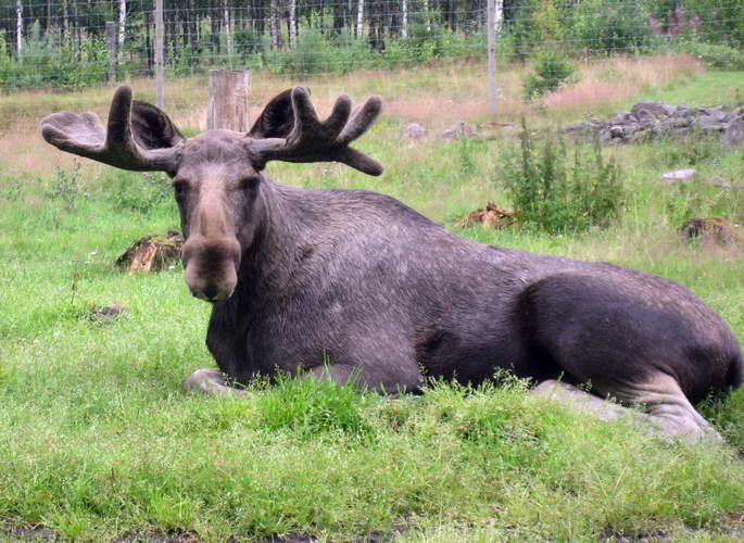 Schweden-2007-011.jpg