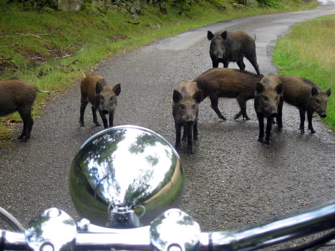 Schweden-2007-018.jpg