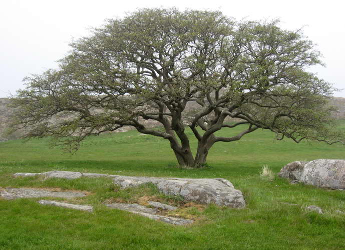 Bornholm-2010-085.jpg