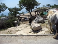 Kroatien-2011-078