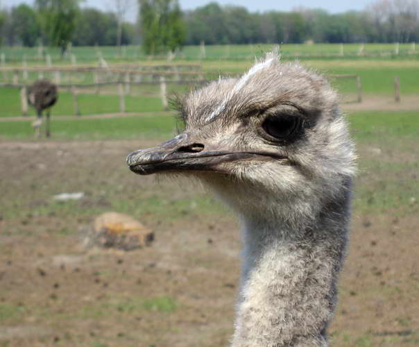 Osterausfahrt-2011-18.jpg - das Landwirbeltier mit den größten Augen