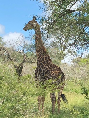 Sued-Afrika-2019-040.jpg