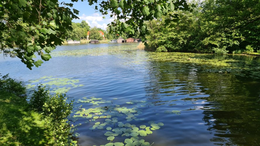 Woblitzsee im Juni-12.jpg