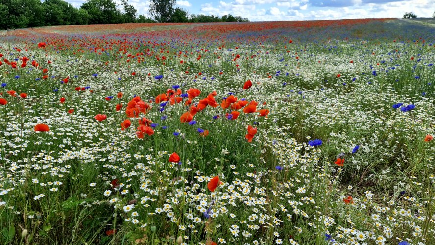 Woblitzsee im Juni-18.jpg
