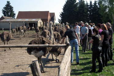 ungefhr 70 Jungtiere