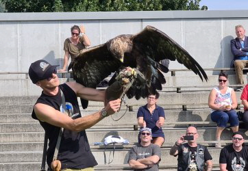 der Steinadler - das Wappentier sterreichs