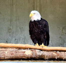 Weikopfseeadler