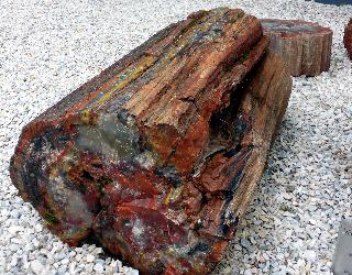 versteinertes Holz
