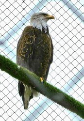 im Zoo von Brasov
