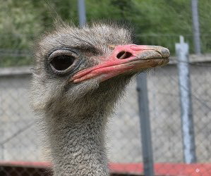 im Zoo von Brasov